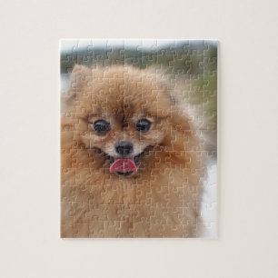 Puzzle Portrait de chien Pomeranian