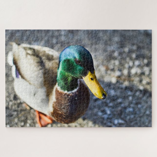 Puzzle Portrait de fermeture du canard colvert mâle (Horizontal)