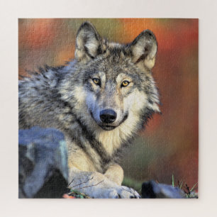 Puzzle Portrait de loup