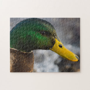Puzzle Portrait de Male Mallard