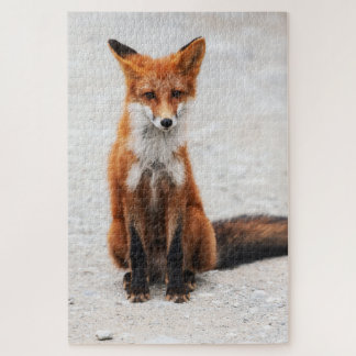 Puzzle Portrait de mignon renard rouge sauvage avec de be