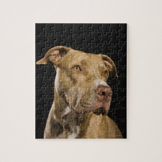 Puzzle Portrait de pitbulle de nez rouge avec noir (Vertical)