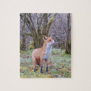 Puzzle Portrait de Renard Rouge des Bois Regard Vers le H