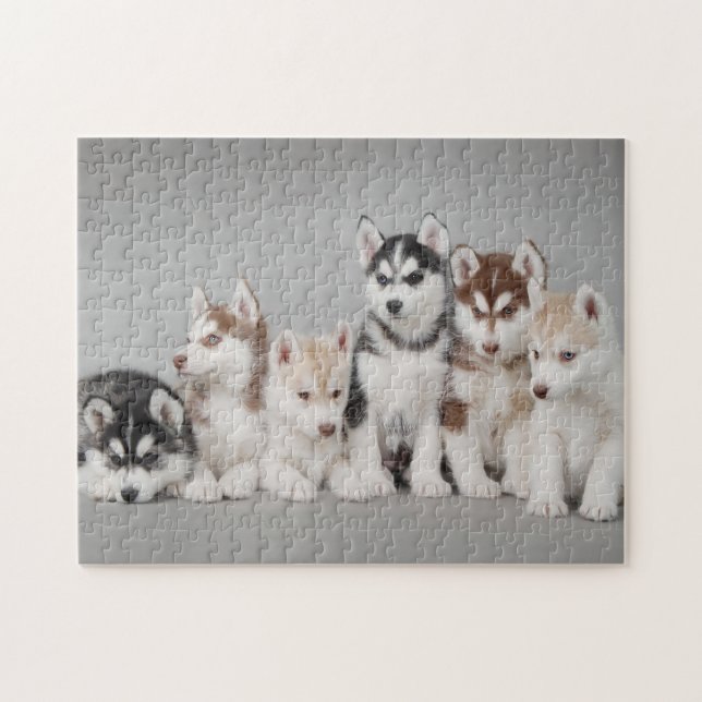 Puzzle Portrait de six chiots sibériens (Horizontal)