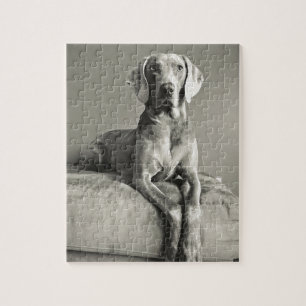 Puzzle Portrait de Weimaraner