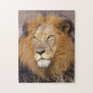 Puzzle Portrait d'un Lion regardant au loin