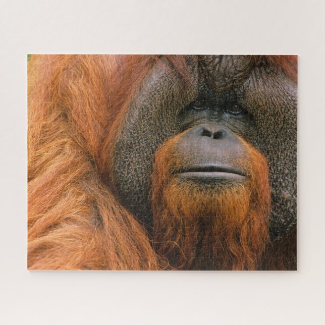 Puzzle Portrait d'un orang-outan mâle, Géorgie, États-Uni (Horizontal)