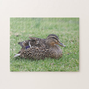 Puzzle Portrait d'une femelle mallard