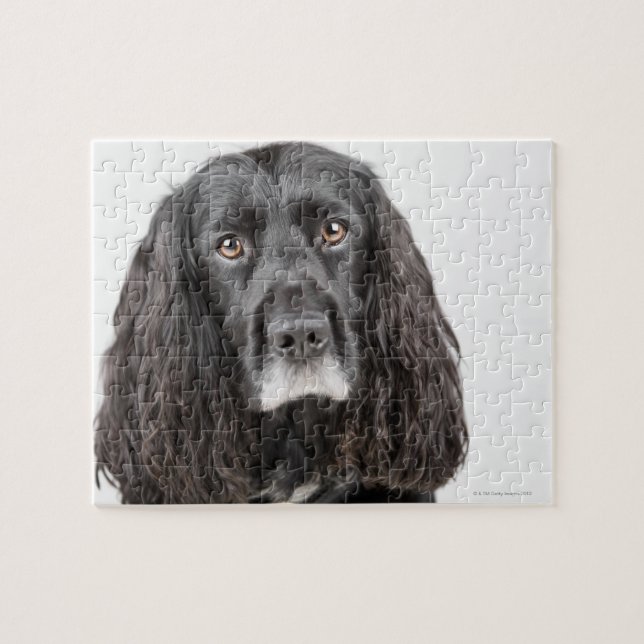 Puzzle Portrait studio de cocker spaniel (Horizontal)