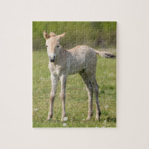 Puzzle Poulain de cheval de Przewalski, Hongrie
