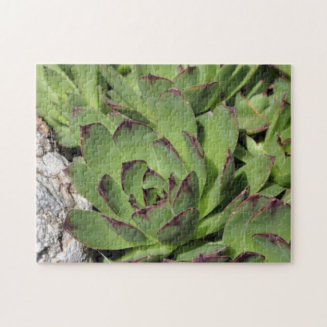 Puzzle Poules Et Poules Jardin Succulents Nature (Horizontal)