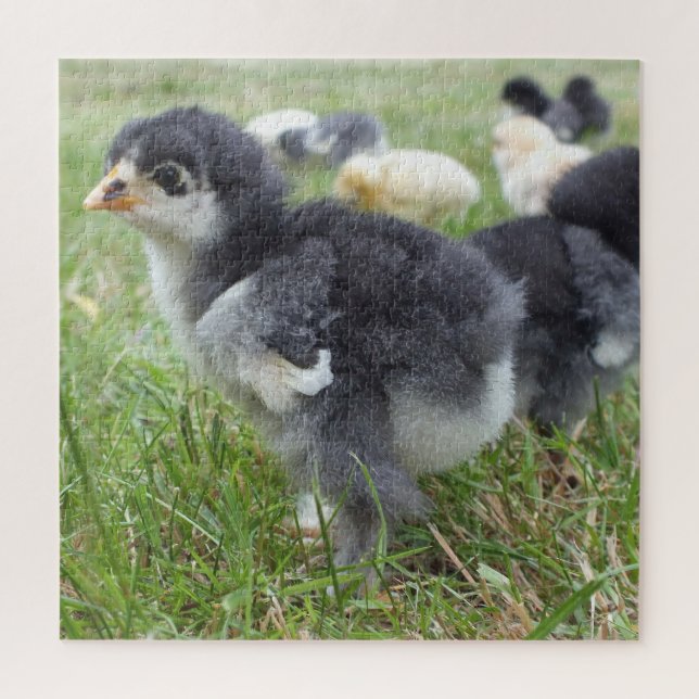 Puzzle poulet, animal, poussin, oiseau, ferme, mignon, pu (Vertical)