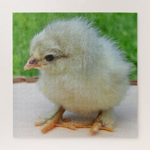 Puzzle poulet, animal, poussin, oiseau, ferme, mignon, pu