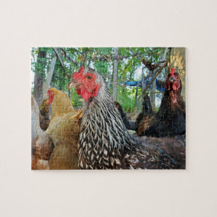 Puzzle Poulets