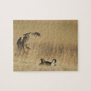 Puzzle Poulets de prairie mâles à poitrine dans le comté