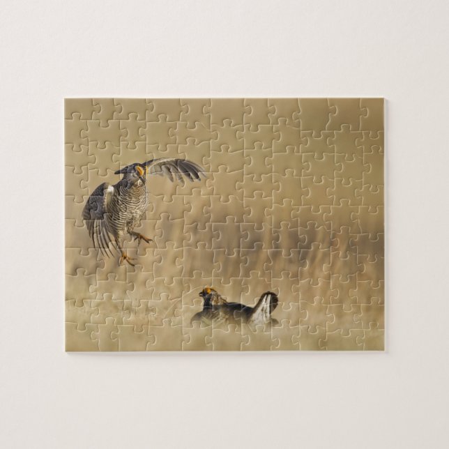 Puzzle Poulets de prairie mâles à poitrine dans le comté  (Horizontal)