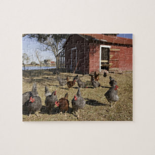 Puzzle Poulets travaillant les terres près du poulailler