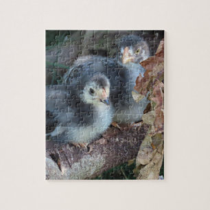 Puzzle Poussins de poulet