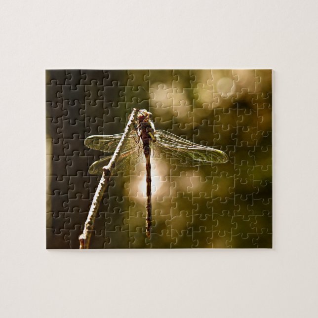PUZZLE PREMIER VOL DE LA LIBELLULE (Horizontal)