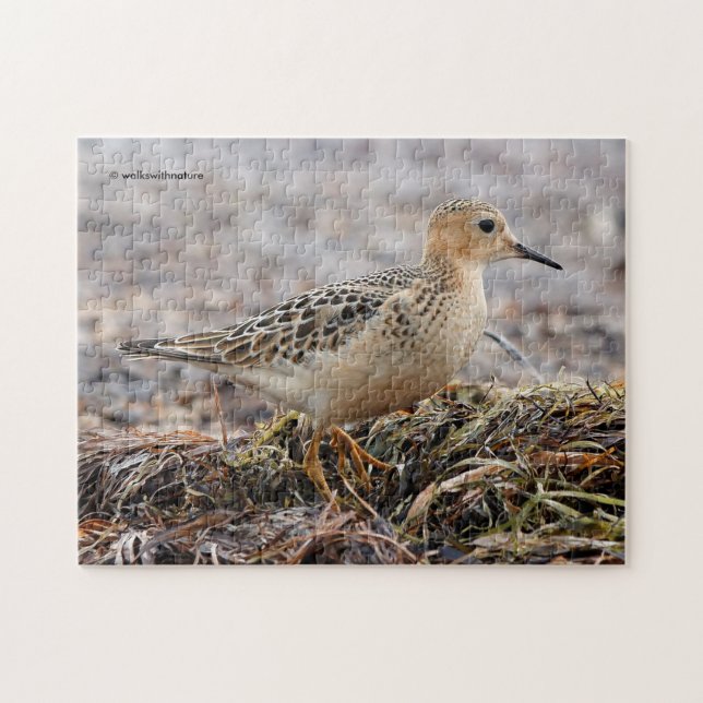 Puzzle Profil d'un bécasseau à poils cassés à la plage (Horizontal)