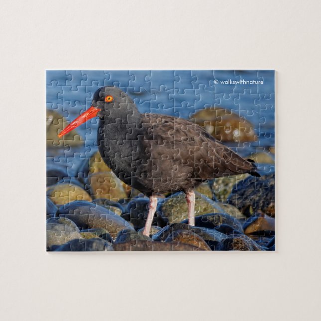 Puzzle Profil d'un Oystercatcher noir (Horizontal)