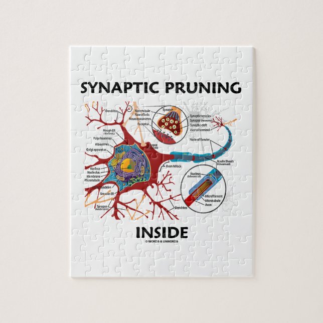 Puzzle Pronciation synaptique à l'intérieur du neurone Sy (Vertical)