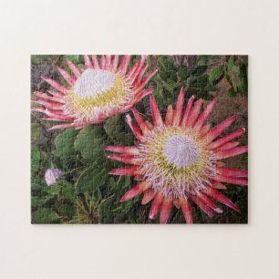 Puzzle Protéa géant (Protea Cynaroides), Helderberg