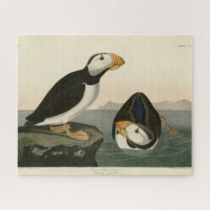 Puzzle Puffin à gros bec - Audubon's Birds of America