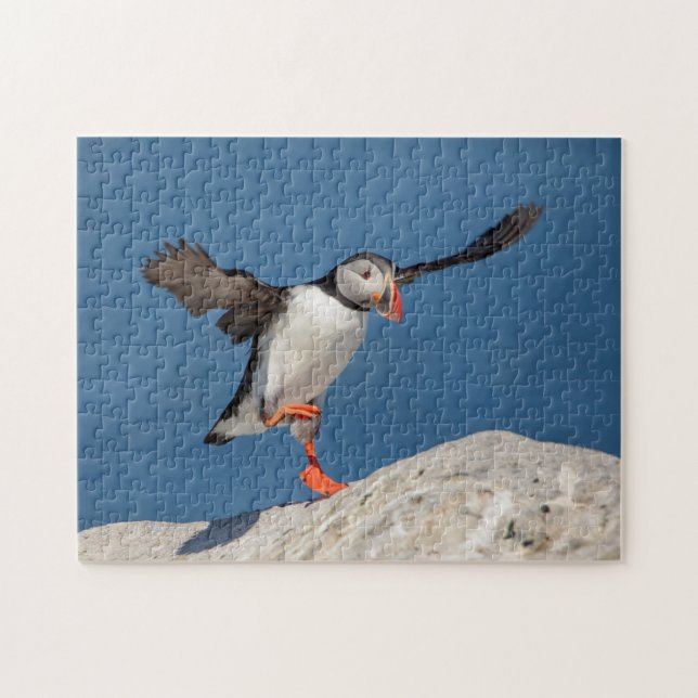 Puzzle Puffin Atlantique en Machias, Maine (Horizontal)