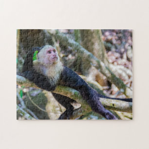 Puzzle Pura vida pour le singe capucin à tête blanche