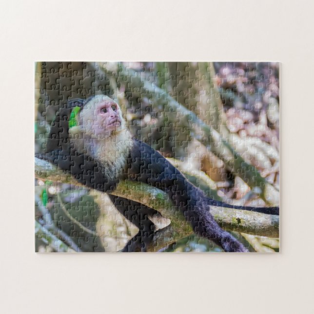 Puzzle Pura vida pour le singe capucin à tête blanche (Horizontal)