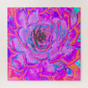 Puzzle Purple and Magenta Succulent Sedum Rosette