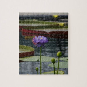 Puzzle Purple Waterlily