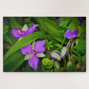 Puzzle Purplish Pink Spiderwort Spring Burst