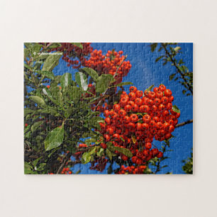 Puzzle Pyracantha Coccinea / Scarlet Firethorn
