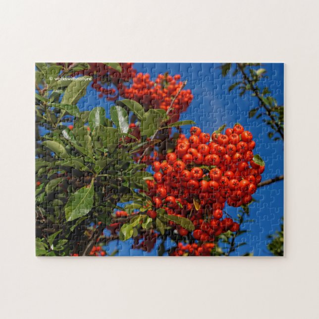 Puzzle Pyracantha Coccinea / Scarlet Firethorn (Horizontal)