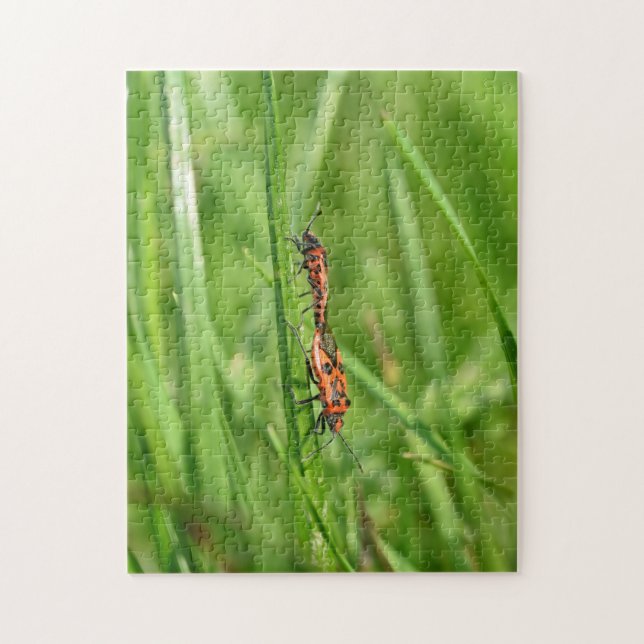 Puzzle Pyrrhocoris apterus dans la nature verte (Vertical)