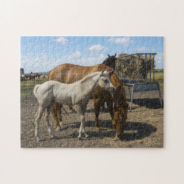 Puzzle Quarter Horses Texas. (Horizontal)