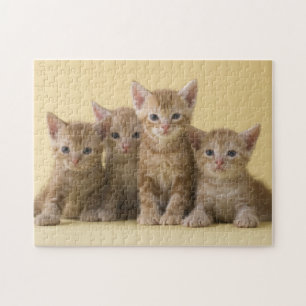 Puzzle Quatre chatons de Shorthair d'Américain