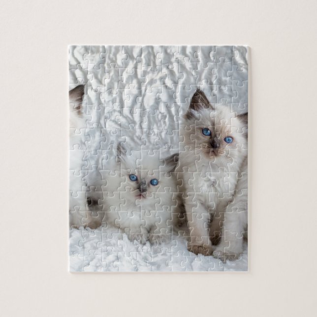 Puzzle Quatre jeunes chats de Ragdoll se reposant dans (Vertical)