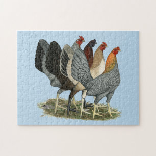 Puzzle Quatre poules de Gamefowl