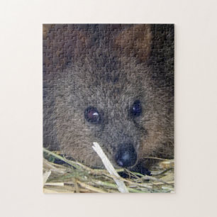 Puzzle Quokka