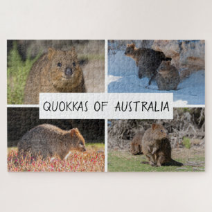 Puzzle Quokka 4 en 1 d'Australia Animal, 1014 pièces