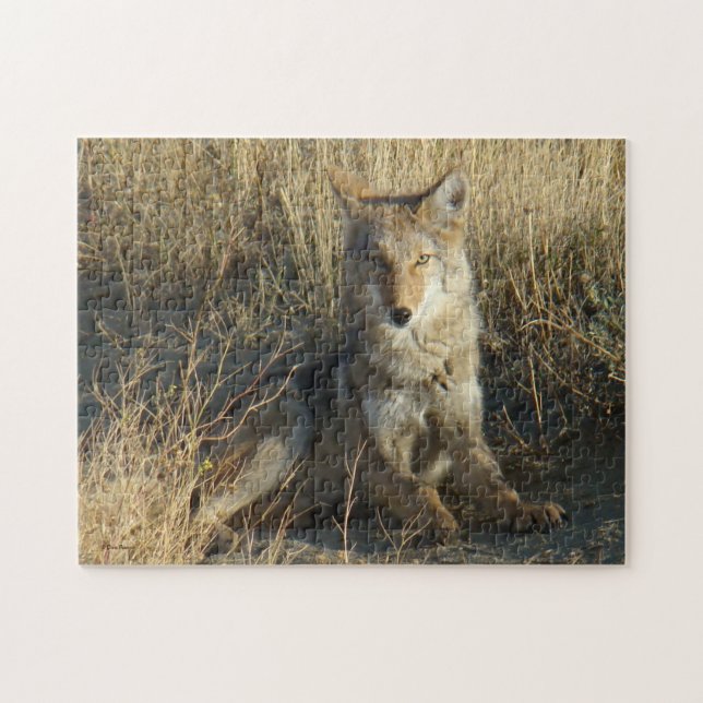 Puzzle R15 Coyote Couché (Horizontal)