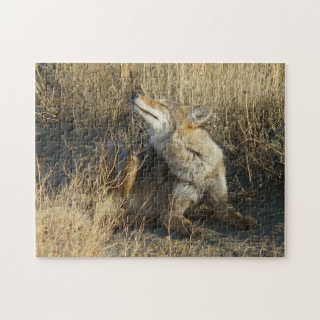 Puzzle R17 Coyote se grattant (Horizontal)