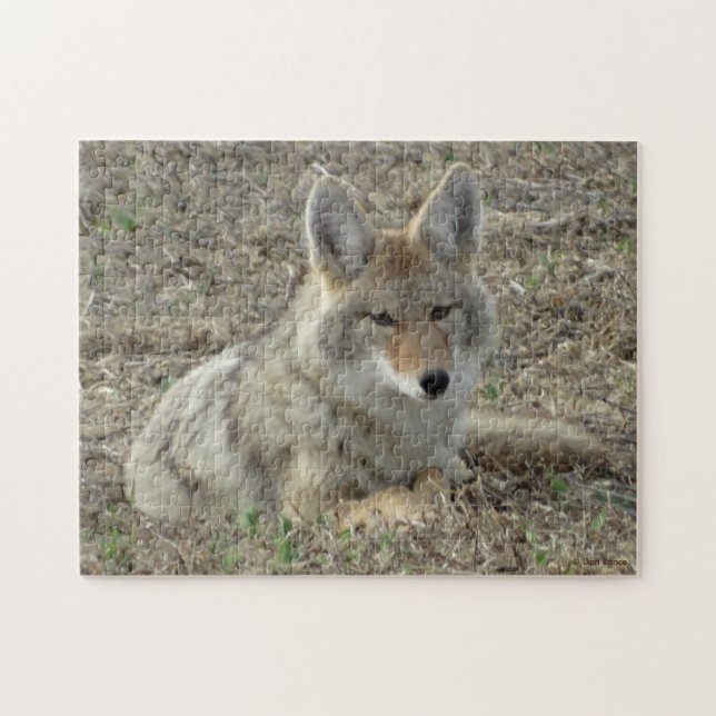 Puzzle R22 Coyote Laying (Horizontal)