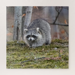 Puzzle Raccoon