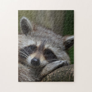 Puzzle Raccoon