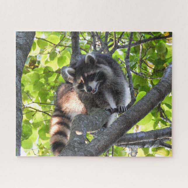 Puzzle Raccoon dans un arbre (Horizontal)