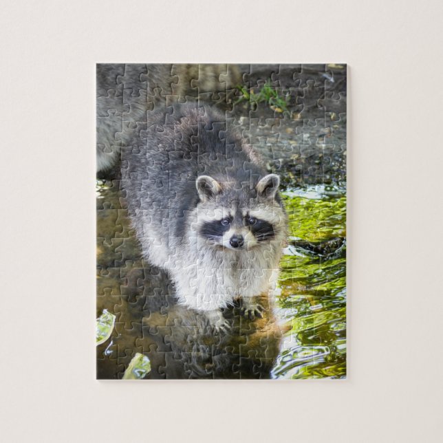 Puzzle Raccoon nage dans l'eau de rivière (Vertical)